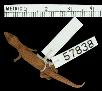 Media type: image;   Herpetology R-57838